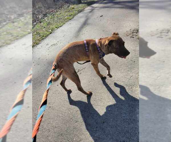 Medium Photo #3 Mountain Cur-Unknown Mix Puppy For Sale in Franklin, IN, USA