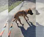 Small #2 Mountain Cur Mix