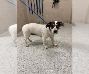 Chihuahua-Unknown Mix Dogs for adoption in Conroe, TX, USA