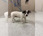 Small Chihuahua Mix