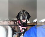 Small #7 Coonhound