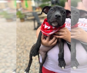 Summer - Brynns litter - Female American Staffordshire Terrier-Unknown Mix Dog for Adoption - Photo #2