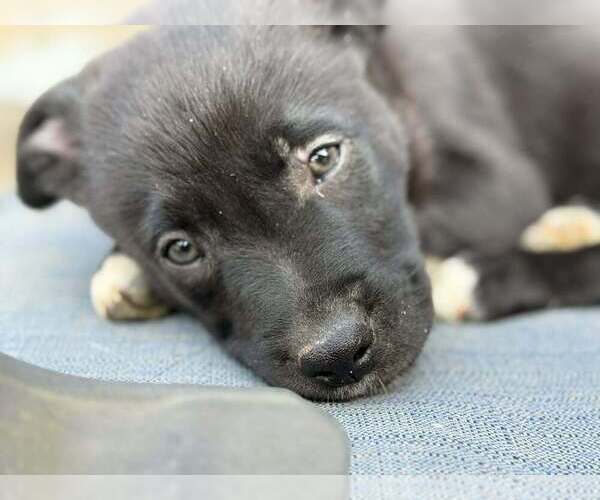 Medium Photo #2 Mutt Puppy For Sale in Candler, NC, USA