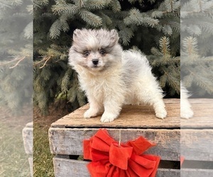Pomeranian Puppy for sale in MIDDLEBURY, IN, USA