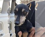 Small Photo #1 Miniature Pinscher Puppy For Sale in Rancho Cucamonga, CA, USA