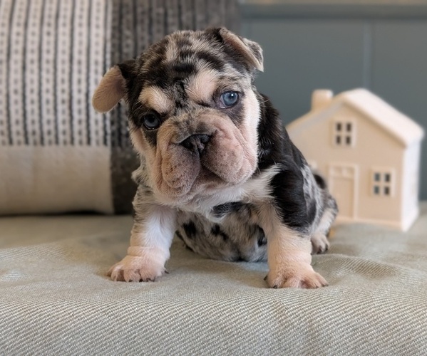 Medium Photo #8 French Bulldog Puppy For Sale in GOSHEN, IN, USA