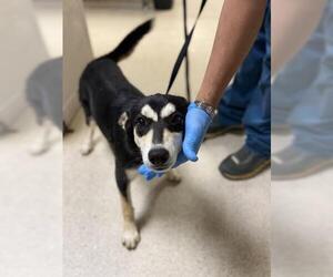 German Shepherd Dog-Unknown Mix Dogs for adoption in Riverside, CA, USA