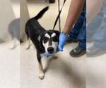 Small German Shepherd Dog Mix