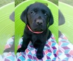 Puppy Puppy 2 Labrador Retriever