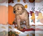 Small #2 Golden Retriever