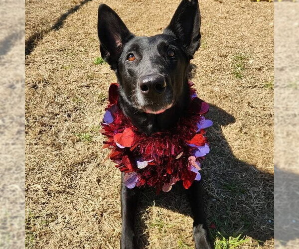 Medium Photo #6 Mutt Puppy For Sale in Imlay City, MI, USA