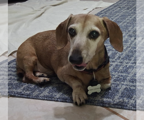 Medium Photo #1 Dachshund Puppy For Sale in Weston, FL, USA