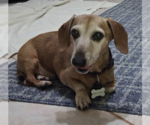 Small Dachshund