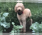 Small Photo #1 Poodle (Standard) Puppy For Sale in FRANKFORT, KY, USA