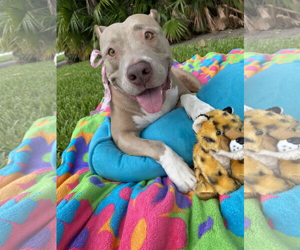 Medium Photo #4 Mutt Puppy For Sale in Miami, FL, USA