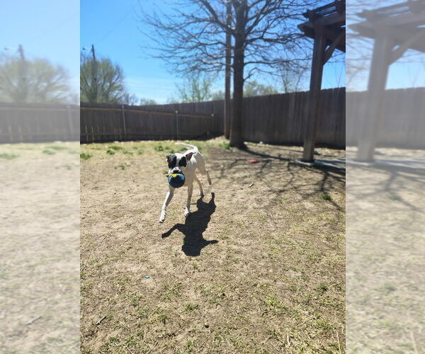 Medium Photo #7 Mutt Puppy For Sale in Great Bend, KS, USA