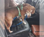 Small #4 Beagle
