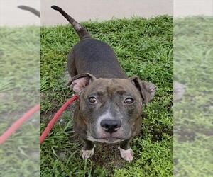 American Staffordshire Terrier Dogs for adoption in Fort Lauderdale, FL, USA