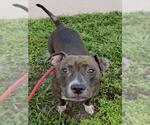*TEALA - Female American Staffordshire Terrier Dog for Adoption - Small photo