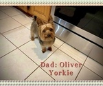 Small Photo #1 Yorkshire Terrier Puppy For Sale in FENTON, MI, USA