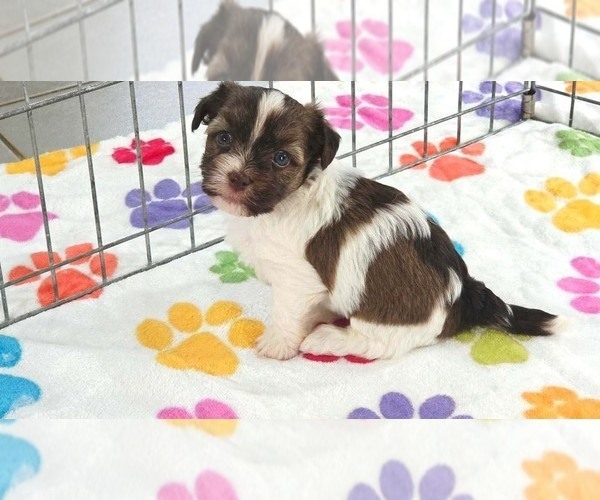 Medium Photo #6 Havashire Puppy For Sale in ORO VALLEY, AZ, USA