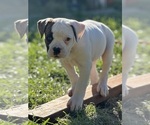 Small Photo #10 American Bulldog Puppy For Sale in PLUMAS LAKE, CA, USA