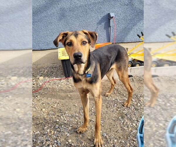 Medium Photo #1 Mutt Puppy For Sale in Calgary, Alberta, Canada