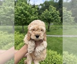 Small Photo #14 Cockapoo (Miniature) Puppy For Sale in BUCKLEY, WA, USA