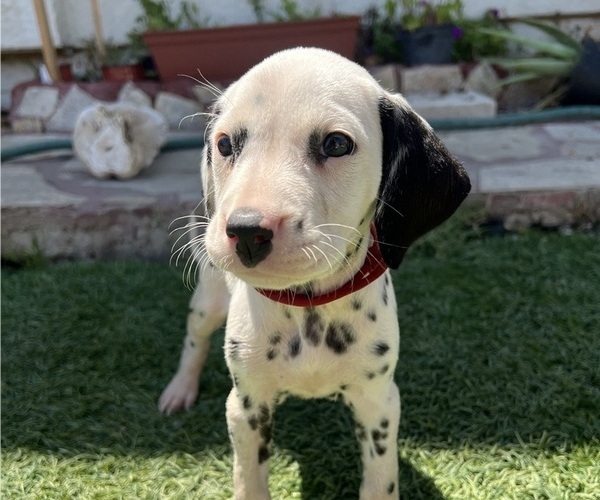 Medium Photo #19 Dalmatian Puppy For Sale in LA PUENTE, CA, USA