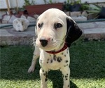 Small #1 Dalmatian