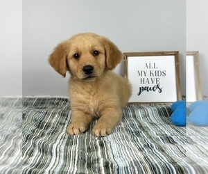Golden Retriever Puppy for sale in INDIANAPOLIS, IN, USA