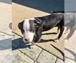 Small #5 Mutt
