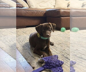 German Shorthaired Lab Dogs for adoption in Fort Worth, TX, USA