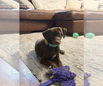 Small German Shorthaired Lab