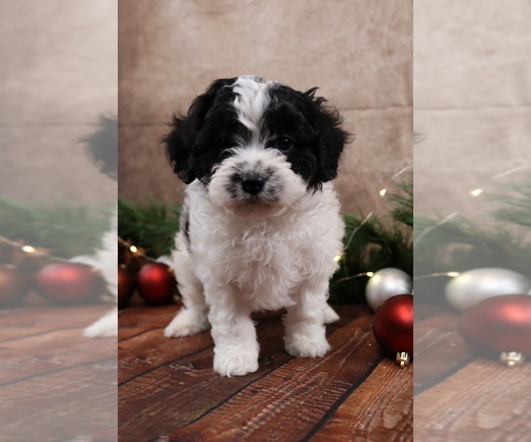 Medium Photo #13 Cavapoo (Toy) Puppy For Sale in WEST SALEM, OH, USA