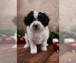 Small #12 Cavapoo (Toy)