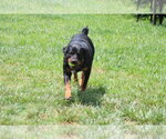 Small #10 Rottweiler