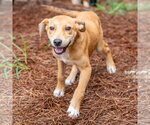 Small #4 Carolina Dog Mix