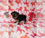 Puppy Mia Yorkshire Terrier