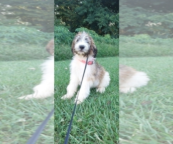 Medium Photo #2 Saint Berdoodle Puppy For Sale in LEWISBURG, KY, USA