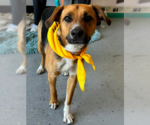 Small #7 Beagle Mix
