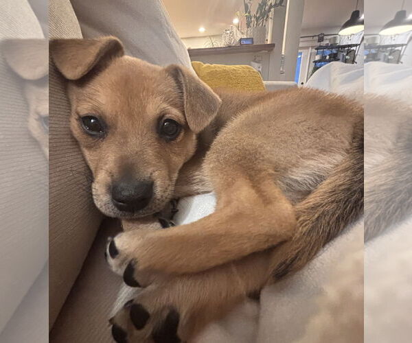 Medium Photo #2 Mutt Puppy For Sale in Bellevue, WA, USA