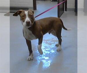 American Pit Bull Terrier-Unknown Mix Dogs for adoption in Fayetteville, NC, USA
