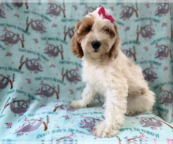 Medium Photo #3 Cock-A-Poo Puppy For Sale in LAKELAND, FL, USA