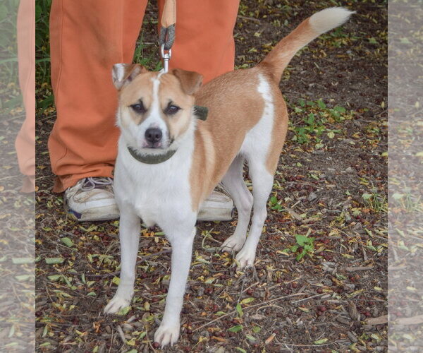 Medium Photo #5 Jack Russell Terrier Puppy For Sale in Huntley, IL, USA