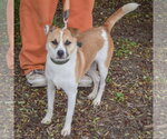 Small #4 Jack Russell Terrier