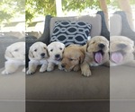 Small #6 Golden Retriever