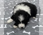 Small #4 Australian Shepherd