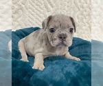 Puppy 4 French Bulldog