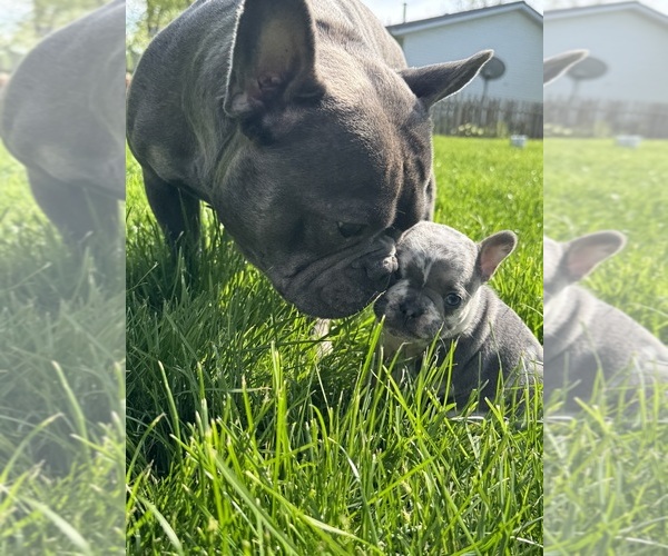 Medium Photo #1 French Bulldog Puppy For Sale in MIDDLEBURY, IN, USA